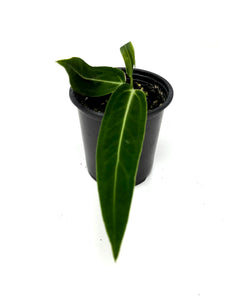 Anthurium Warocqueanum
