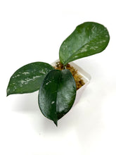 Load image into Gallery viewer, Hoya Carnosa ‘Oval Splash’