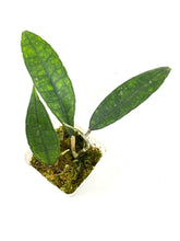 Load image into Gallery viewer, Hoya Finlaysonii ‘Angel’