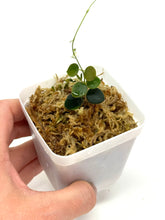 Load image into Gallery viewer, Hoya sp. Papua (IM08)