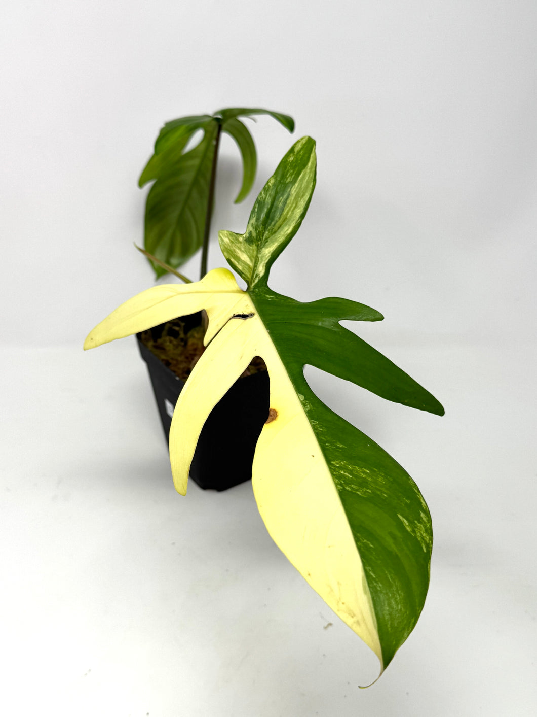 Philodendron Florida Beauty D