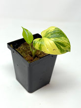 Load image into Gallery viewer, Homalomena Rubescens Variegated D