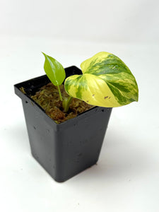 Homalomena Rubescens Variegated D
