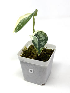Scindapsus Mayari Variegated B