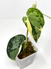 Load image into Gallery viewer, Scindapsus Mayari Variegated A