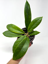 Load image into Gallery viewer, Hoya Finlaysonii cv. Lalia