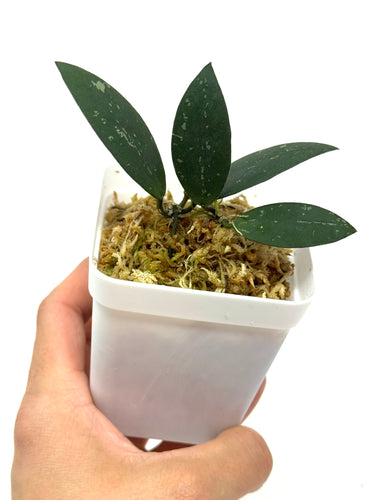 Hoya Dragon Wing (GPS7240 Hybrid)