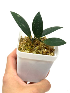 Hoya Dragon Wing (GPS7240 Hybrid)