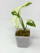 Load image into Gallery viewer, Monstera Adansonii Variegated C