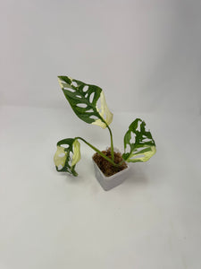 Monstera Adansonii Variegated C