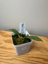 Load image into Gallery viewer, 182. Hoya Finlaysonii ‘Black Leaves’ Splash