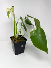 Load image into Gallery viewer, Monstera Deliciosa Albo Variegated A