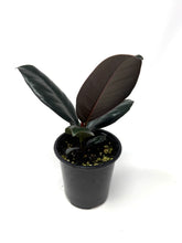 Load image into Gallery viewer, Ficus Elastica Burgundy