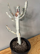 Load image into Gallery viewer, 183. Euphorbia Lactea ‘Ghost’ - (Ships within Canada only)