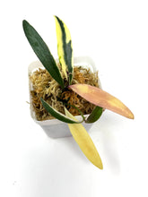 Load image into Gallery viewer, Hoya Kentiana Lori Lyn Albo Variegated