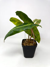Load image into Gallery viewer, Philodendron Billietiae Variegated C