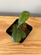 Load image into Gallery viewer, 325. Hoya Deykeae