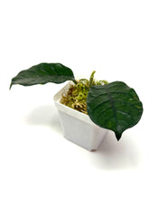 Load image into Gallery viewer, Hoya Villosa
