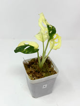 Load image into Gallery viewer, Monstera Adansonii Variegated A