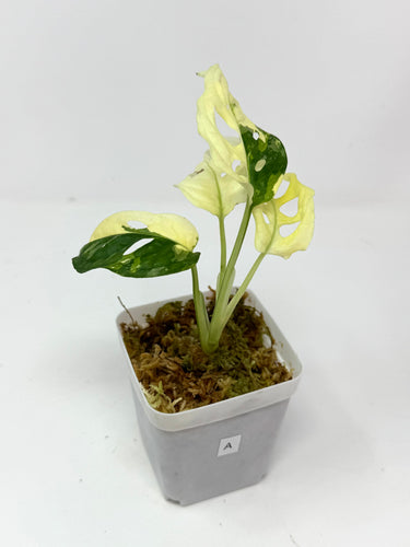 Monstera Adansonii Variegated A