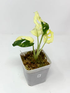 Monstera Adansonii Variegated A