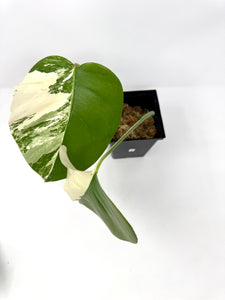 Monstera Deliciosa Albo Variegated I