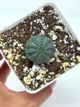 Load image into Gallery viewer, Euphorbia Obesa (Ships within Canada only)