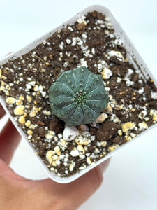 Euphorbia Obesa (Ships within Canada only)