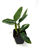 Load image into Gallery viewer, Monstera Standleyana Variegated