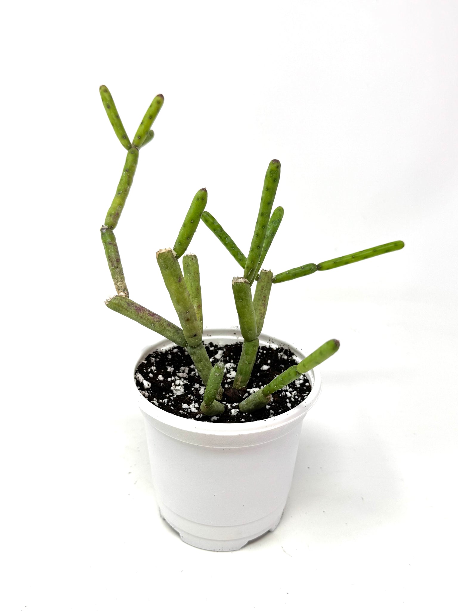 succulent plants canada Euphorbia Alluaudii (Ships within Canada only) – Planthaven Toronto