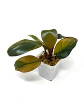 Load image into Gallery viewer, Philodendron Black Cardinal Variegated