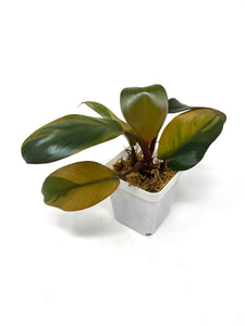 Philodendron Black Cardinal Variegated