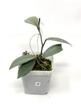 Load image into Gallery viewer, Hoya Wilbur Graves Silver B