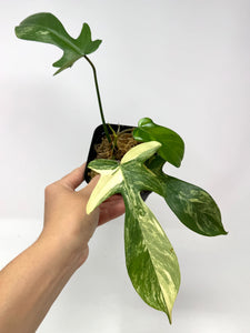 Philodendron Florida Beauty B