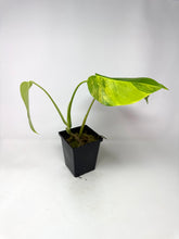 Load image into Gallery viewer, Monstera Deliciosa Aurea Variegated D
