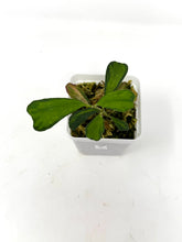 Load image into Gallery viewer, Hoya Manipurensis Variegated C