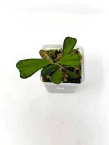 Hoya Manipurensis Variegated C