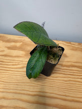 Load image into Gallery viewer, 11. Hoya Gunung Gading