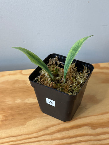 75. Hoya Carnosa Grey Ghost