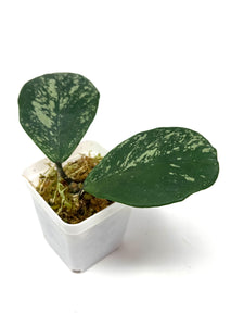 Hoya Obovata Splash