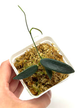 Load image into Gallery viewer, Hoya Lyi