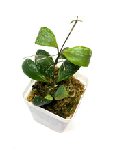 Load image into Gallery viewer, Hoya Brevialata Splash