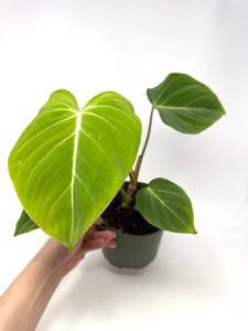 Philodendron Gloriosum