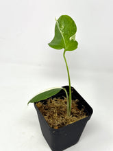 Load image into Gallery viewer, Monstera Deliciosa Albo Variegated G