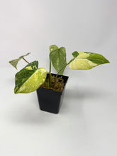 Load image into Gallery viewer, Philodendron Gloriosum Variegated A