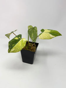 Philodendron Gloriosum Variegated A
