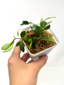 Hoya Picta