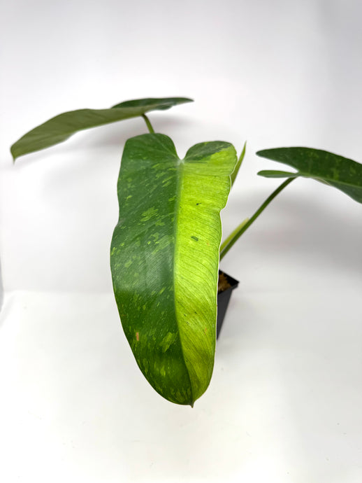 Philodendron Buono (Large)