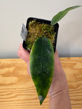 Load image into Gallery viewer, 20. Hoya Onychoides