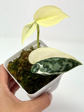 Load image into Gallery viewer, Scindapsus Mayari Variegated E